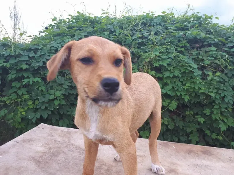 Nilo