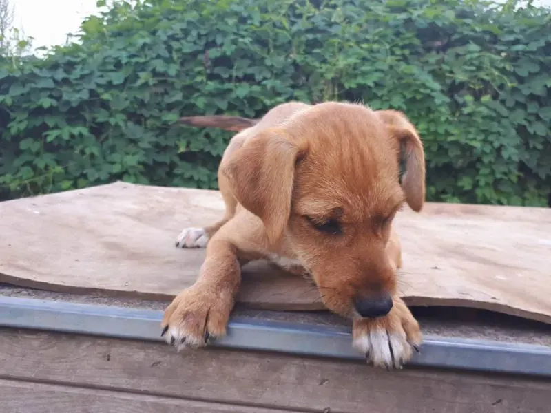 Nilo