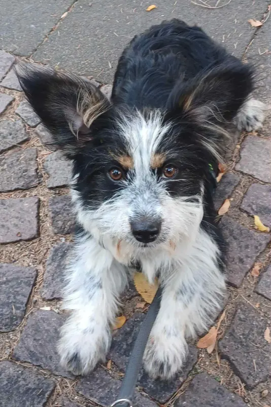 Nina