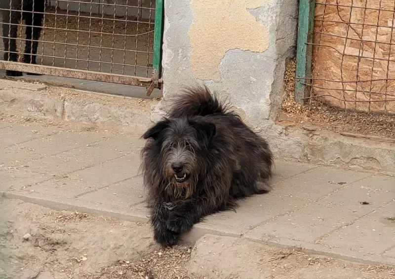 Noa