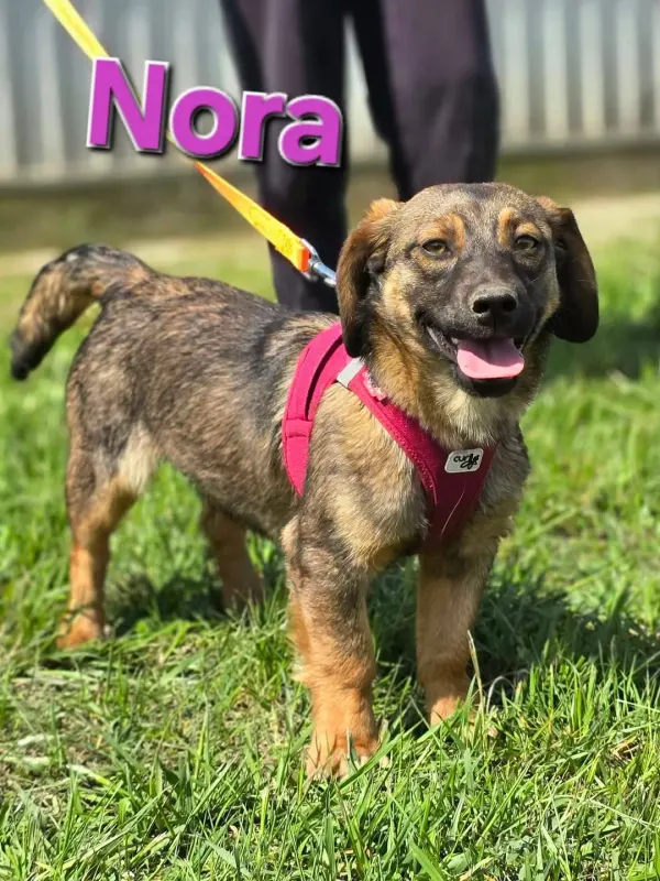 Nora