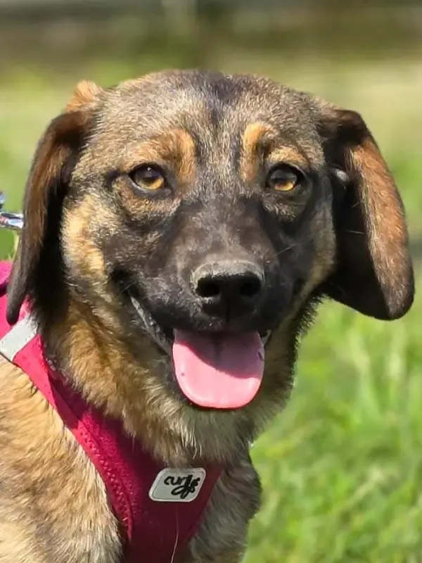 Nora