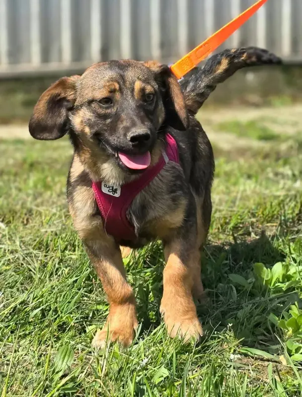 Nora