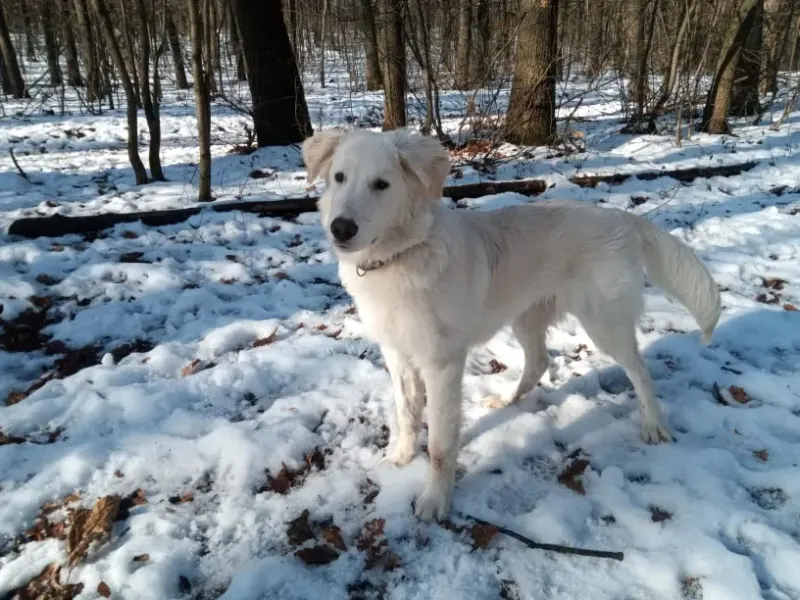 Nuki