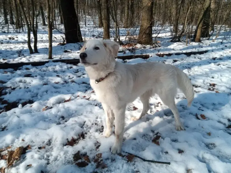 Nuki