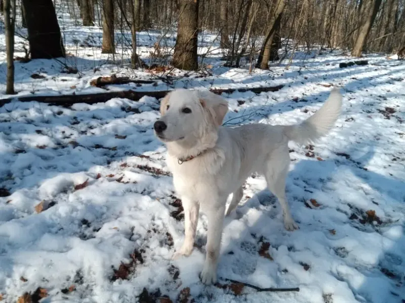 Nuki
