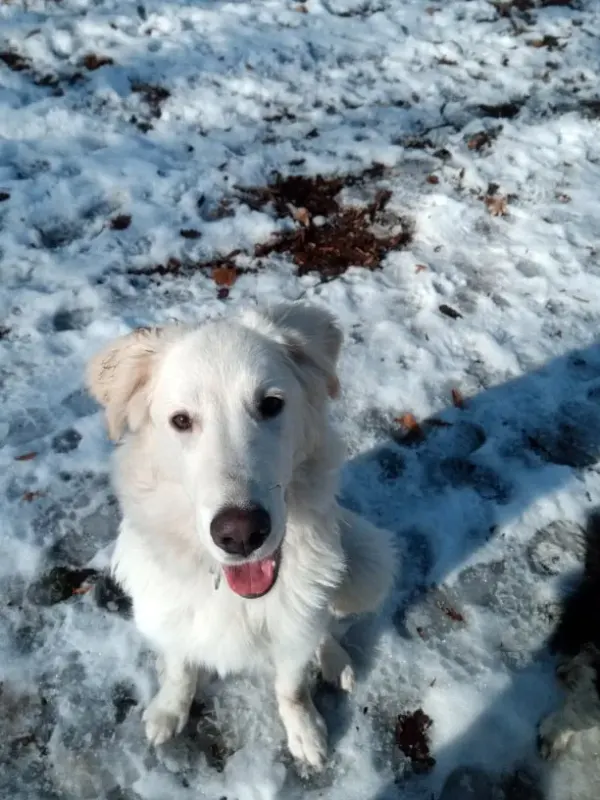 Nuki