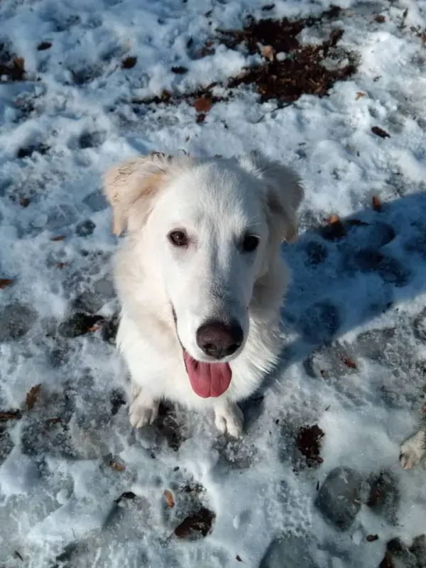 Nuki