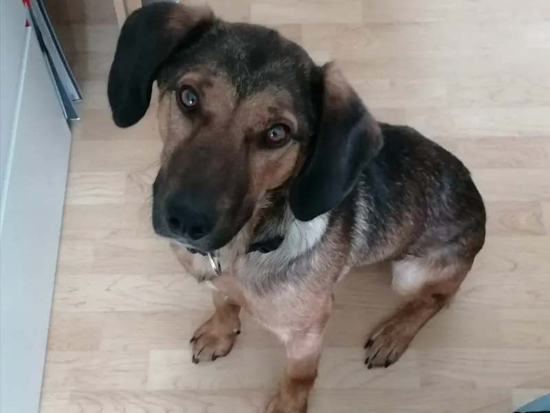 Obi