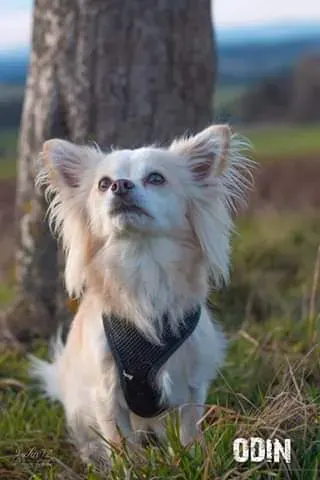 Odin