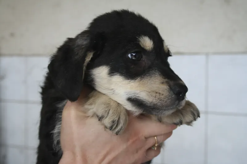 Oskar