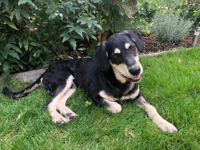 Oskar