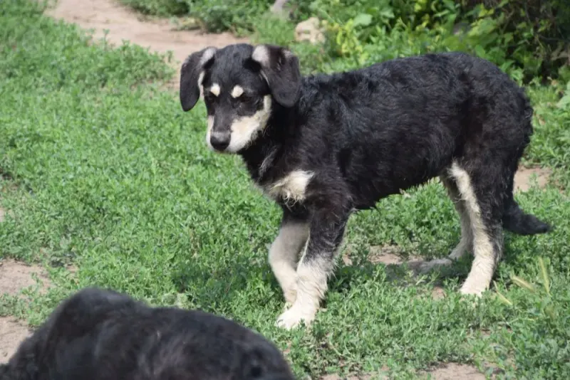 Oskar
