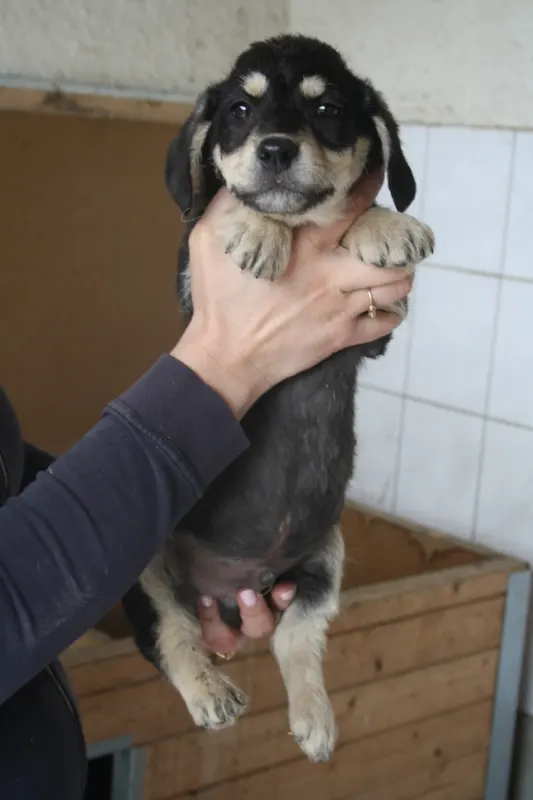 Oskar