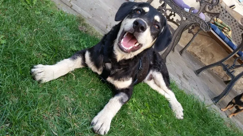 Oskar