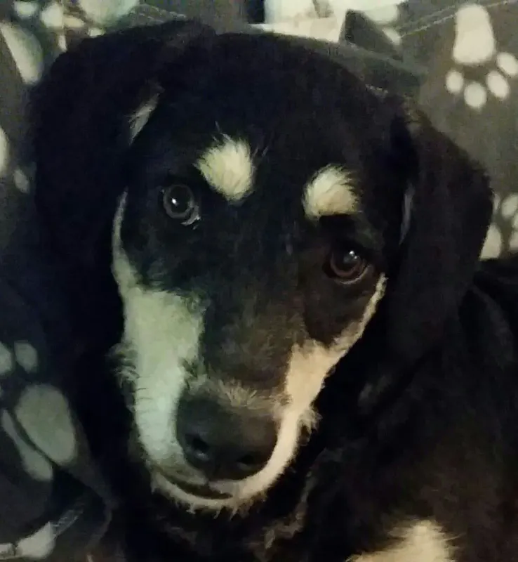Oskar