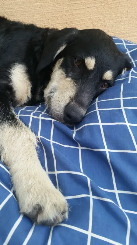 Oskar