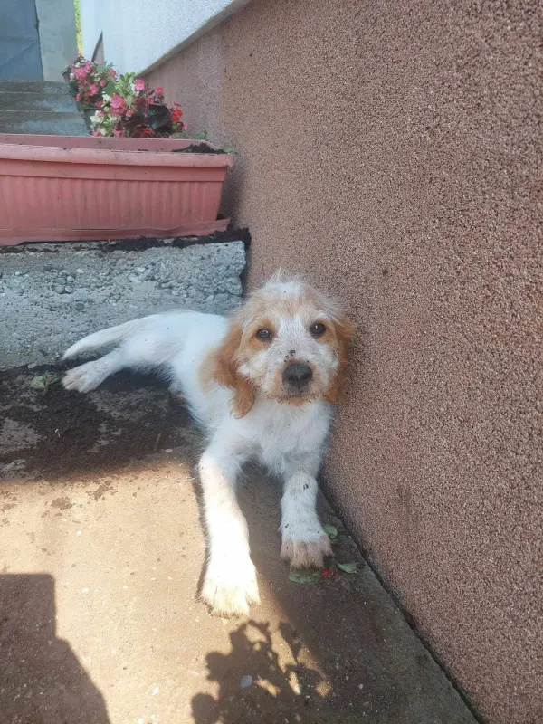 Pablo