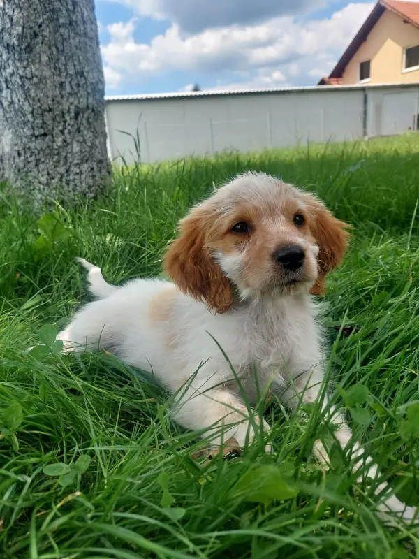 Pablo