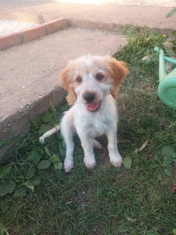 Pablo