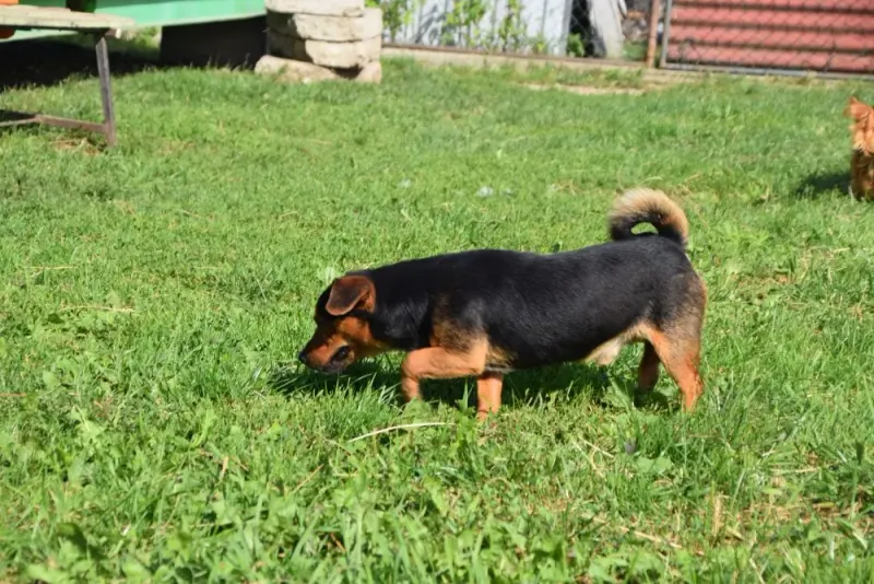 Pepino