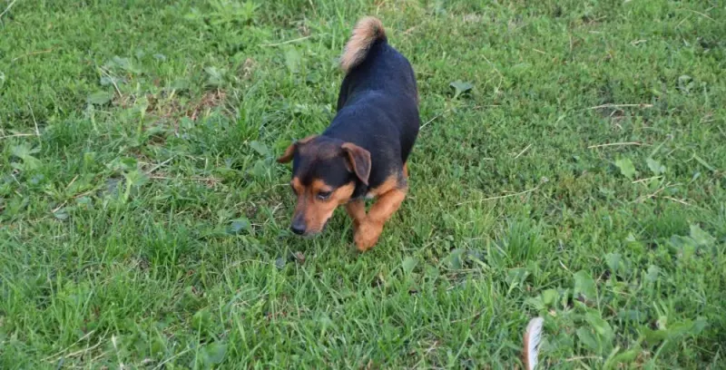 Pepino