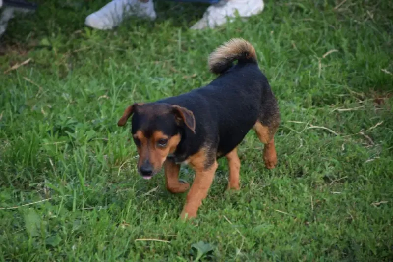 Pepino