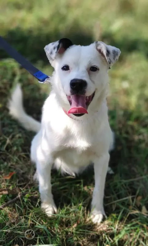 Pepita
