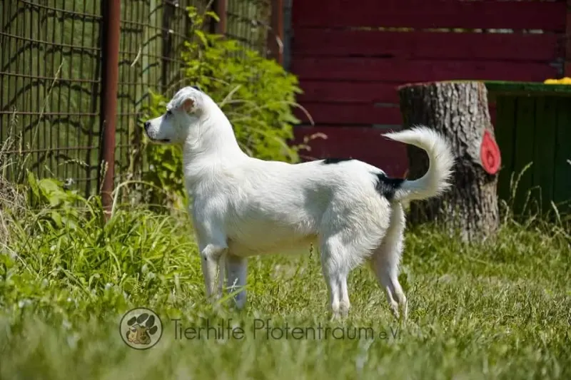 Pepita