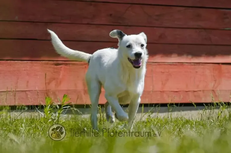 Pepita