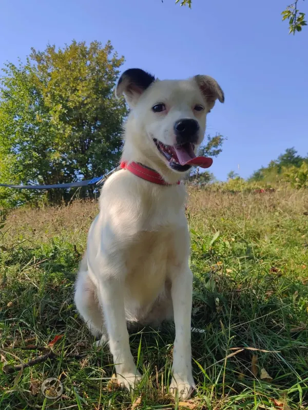 Pepita
