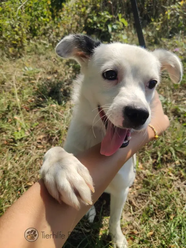 Pepita