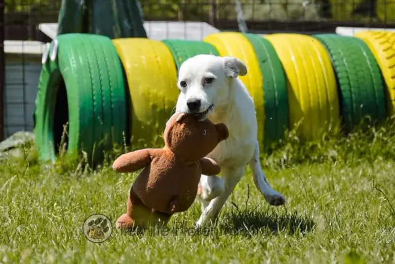 Pepita