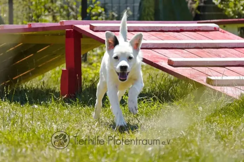 Pepita