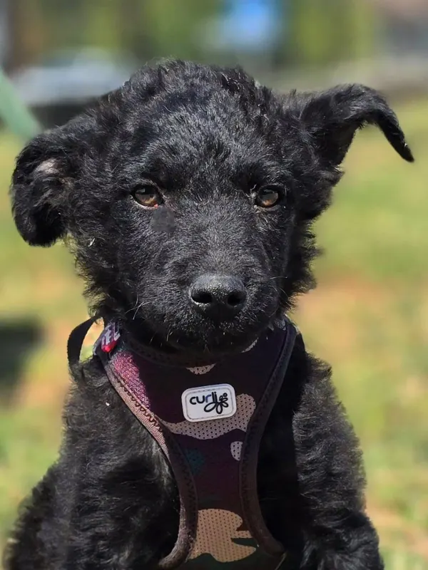 Pepper