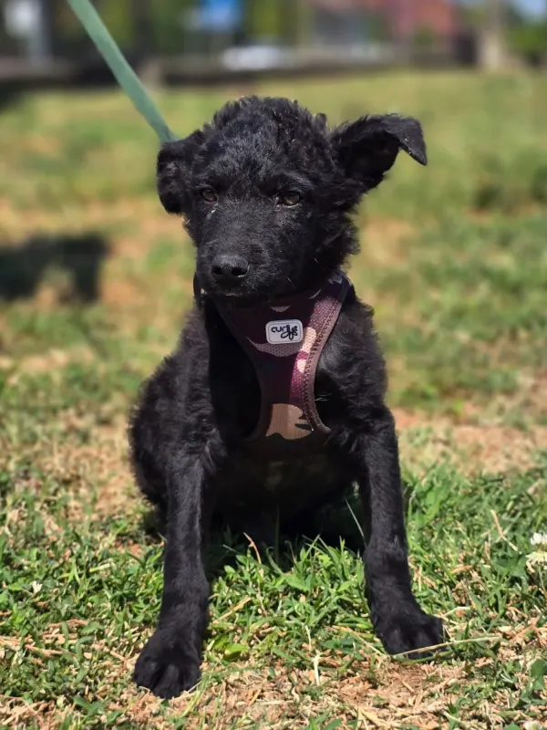 Pepper