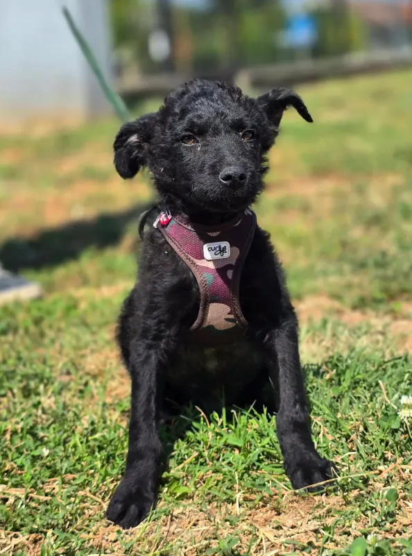 Pepper