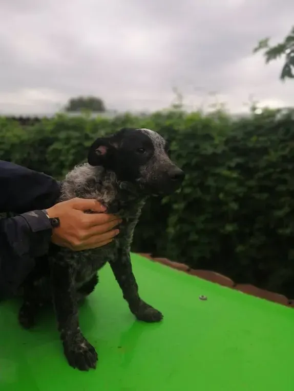 Pepper