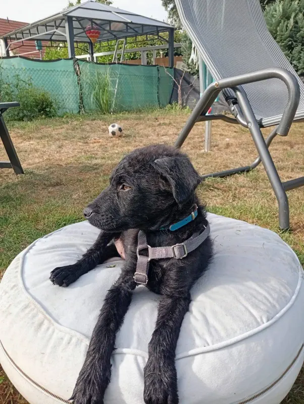 Pepper