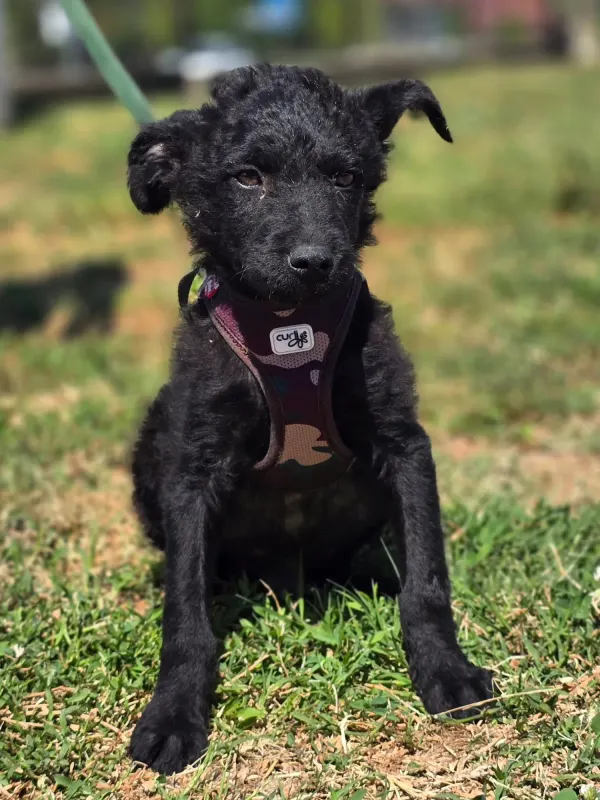 Pepper