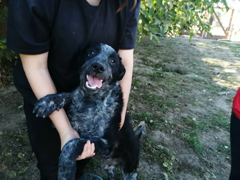 Pepper
