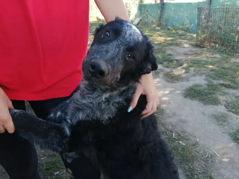 Pepper