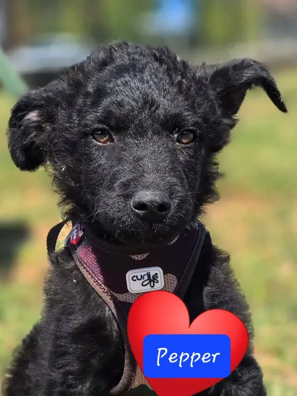 Pepper