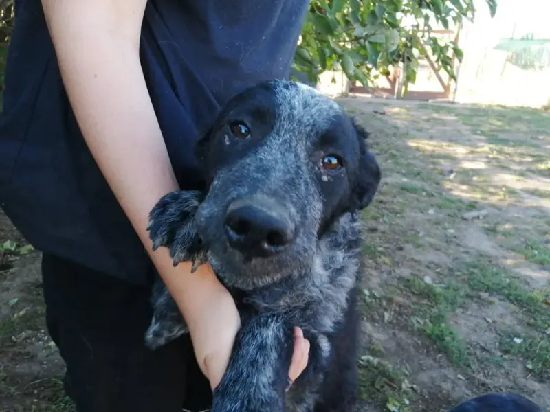 Pepper