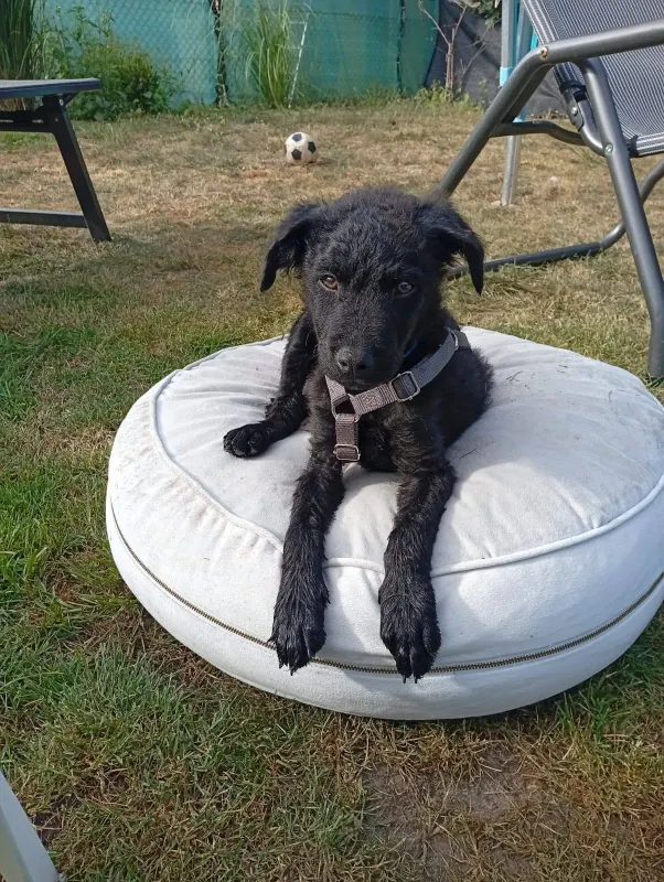 Pepper