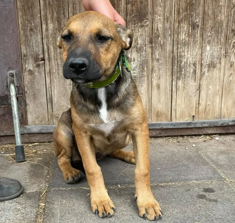 Pia