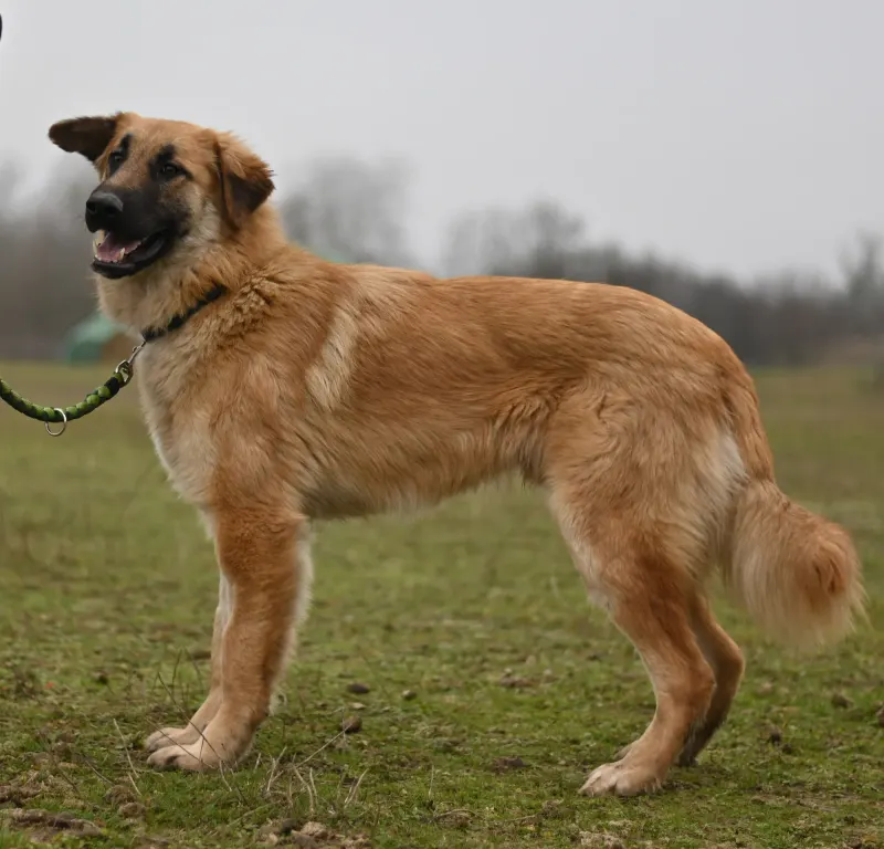 Pimasz