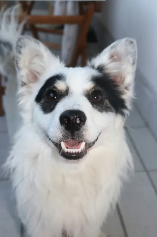 Pino