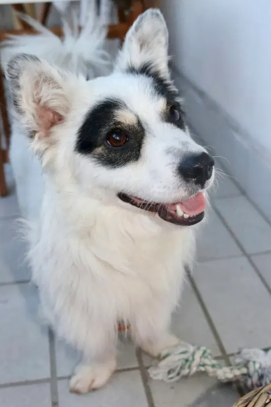 Pino