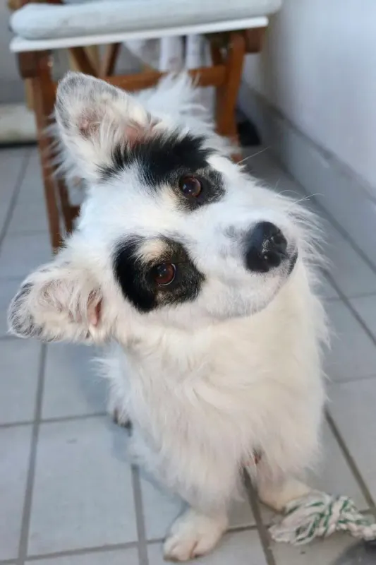 Pino